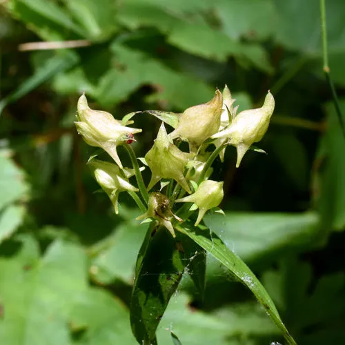 Spurred Gentian