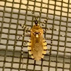 Ringed Assassin Bug thumbnail 2
