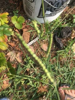 Dallis grass thumbnail 2