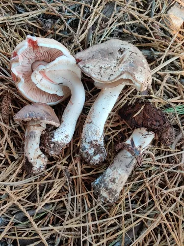 Blushing Wood Mushroom