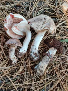 Blushing Wood Mushroom thumbnail 1