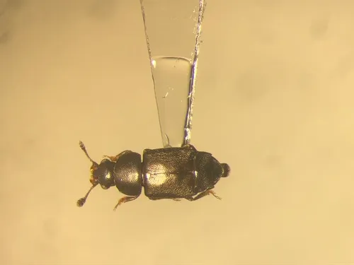 Carpophilus brachypterus