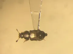 Carpophilus brachypterus thumbnail 1