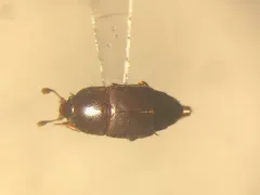Carpophilus marginellus thumbnail 2