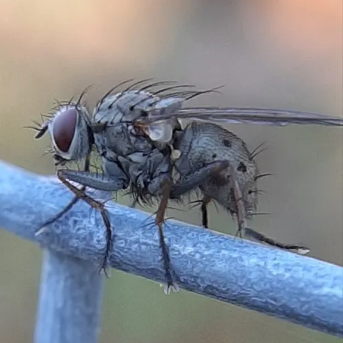 Common Tiger Fly