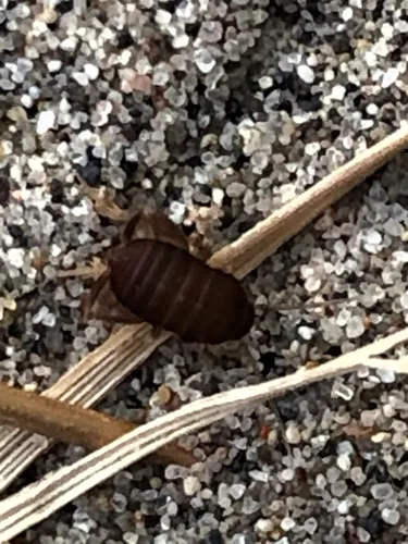 Desert Ant Cricket