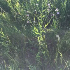smooth blue aster thumbnail 2