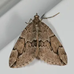 Juniper Carpet thumbnail 2