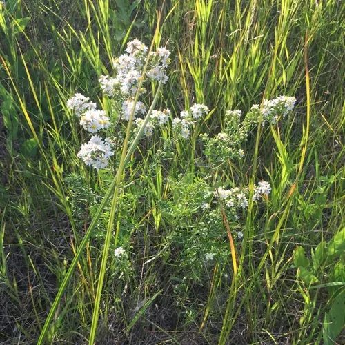 white heath aster