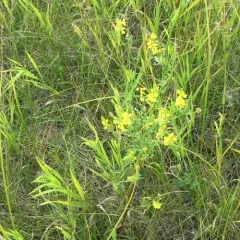 Yellow Sweetclover thumbnail 2