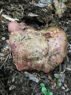 Mountain Satan's Bolete thumbnail 4