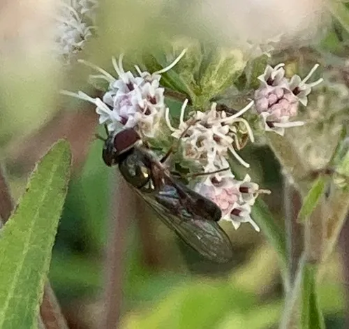 Eastern Forest Sedgesitter