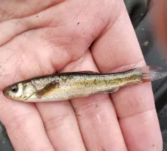 Northern Pearl Dace thumbnail 4