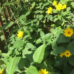 Jerusalem artichoke thumbnail 4