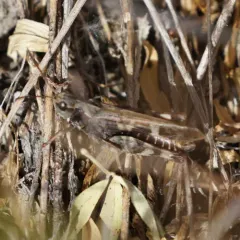 Dusky Grasshopper thumbnail 4
