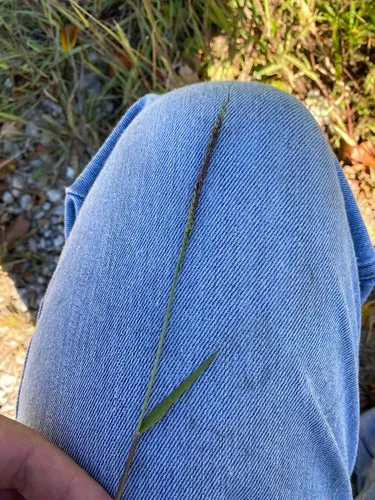 Prairie Cupgrass