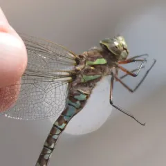 Canada Darner thumbnail 3