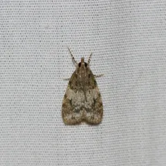 Sooty Scoparia Moth thumbnail 3