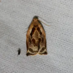 Archips magnoliana thumbnail 4