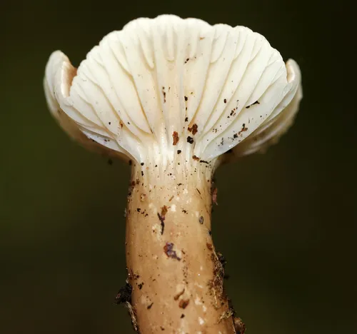 Lactifluus gerardii