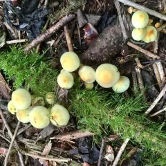 Sulphur Tuft thumbnail 1