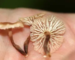 Marasmiellus praeacutus thumbnail 2