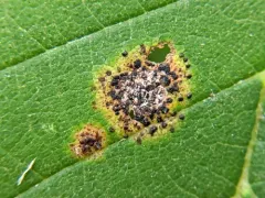 Platychora ulmi thumbnail 4