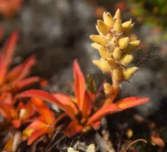 Cascade Willow thumbnail 3