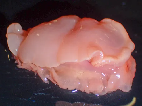 Heterodoris robusta