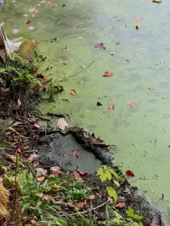 lesser duckweed thumbnail 4