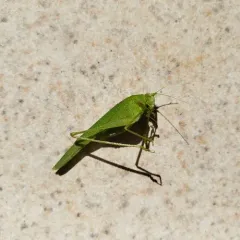 Mediterranean Katydid thumbnail 2