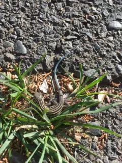 Plateau Striped Whiptail thumbnail 4