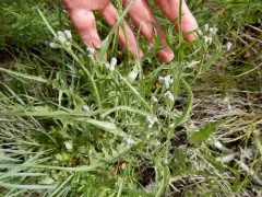 limestone hawksbeard thumbnail 2