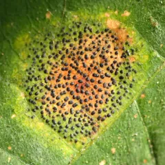 Speckled Tar Spot thumbnail 4