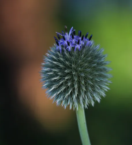 Glandular Globe-thistle