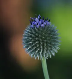 Glandular Globe-thistle thumbnail 1
