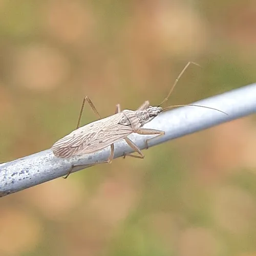 Common Damsel Bug