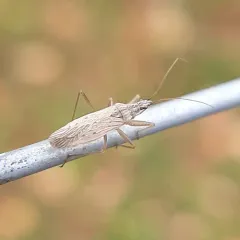 Common Damsel Bug thumbnail 1