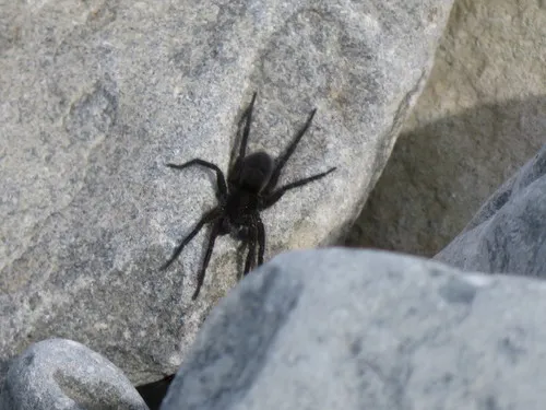 Groenland Wolf Spider