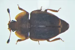 Epuraea nearctica thumbnail 3