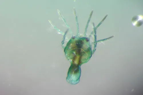 Arrenurus marshallae