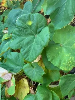 graybark grape thumbnail 2