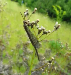 Brachynemurus longicaudus thumbnail 4