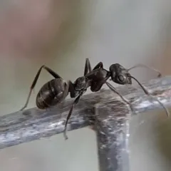 Silky Field Ant thumbnail 1