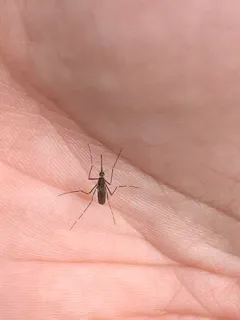 Alaskan winter mosquito thumbnail 3