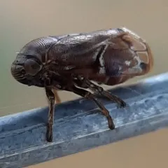 Alder Spittlebug thumbnail 1