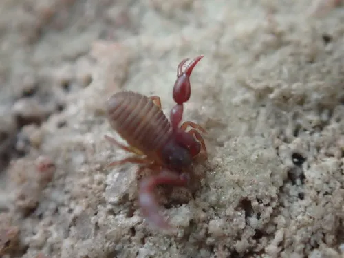 Arctic Pseudoscorpion