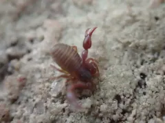 Arctic Pseudoscorpion thumbnail 1