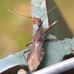 Acholla multispinosa thumbnail 1