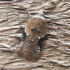 Alder Leafroller thumbnail 1